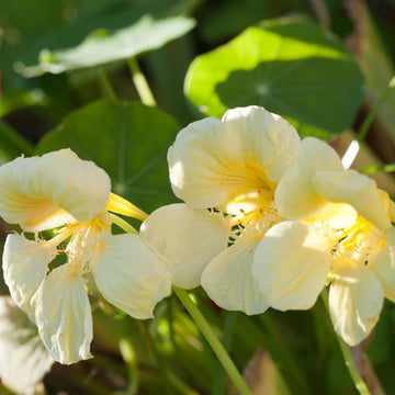 Cream nasturtium blume samen for anpflanzung wildflower mix heirloom & gmo free samen for home garten 
 
 sale samen for home garten anpflanzung