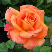Orange promise rose blume samen for anpflanzung - bright blooms, heirloom & gmo free samen for home garten
 
 sale samen for home garten