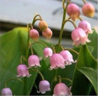 Rosa bell orchid blume samen for anpflanzung - pollinator friendly, heirloom & gmo free samen for home garten
 
 sale for anpflanzung in home garten