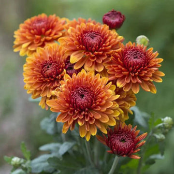 Orange rot chrysanthemum blume samen for anpflanzung cut blume favorite heirloom & gmo free samen for home garten 
 
 sale samen for home garten anpflanzung