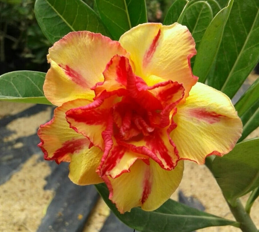 Orange & gelb adenium blume samen for anpflanzung seasonal bloomer heirloom & gmo free samen for home garten 
 
 sale samen for home garten anpflanzung