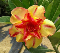 Orange & gelb adenium blume samen for anpflanzung seasonal bloomer heirloom & gmo free samen for home garten 
 
 sale samen for home garten anpflanzung