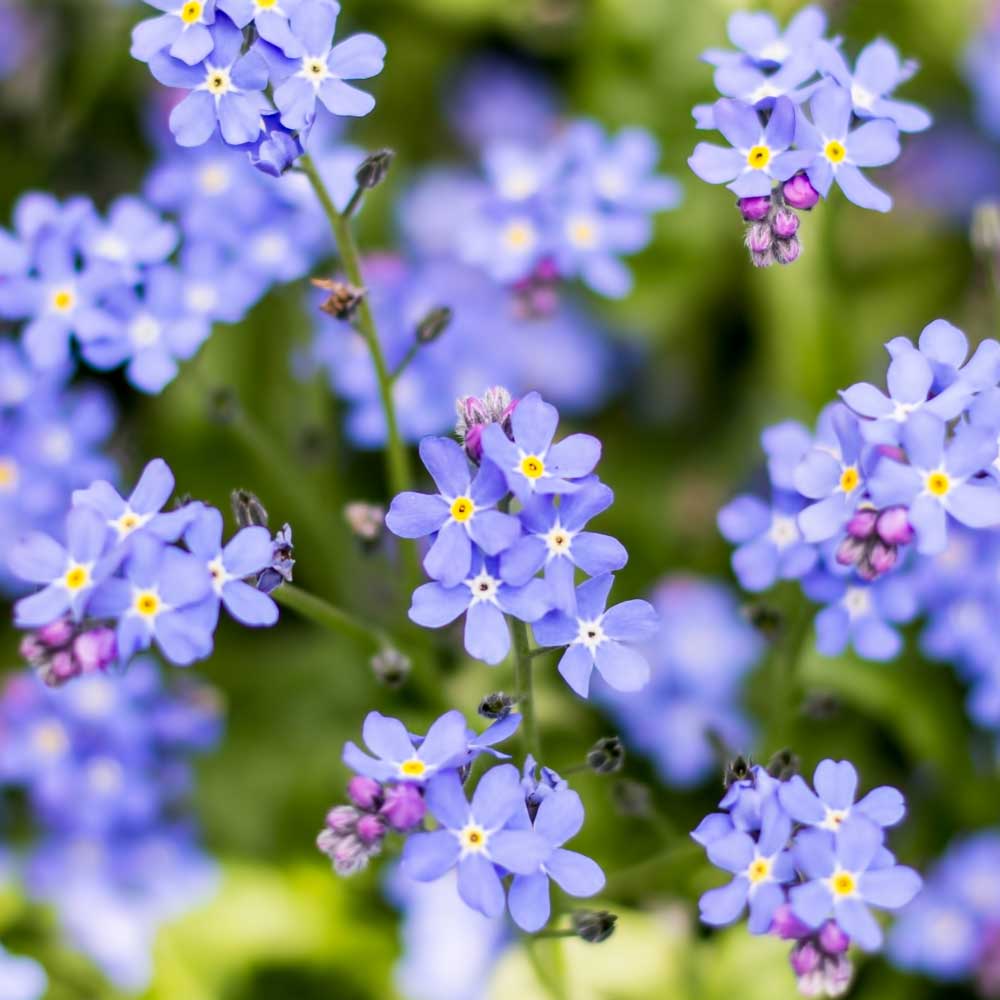 Lavender myosotis sylvatica blume samen for anpflanzung cottage garten essential heirloom & gmo free samen for home garten
 
 sale samen for home garten anpflanzung