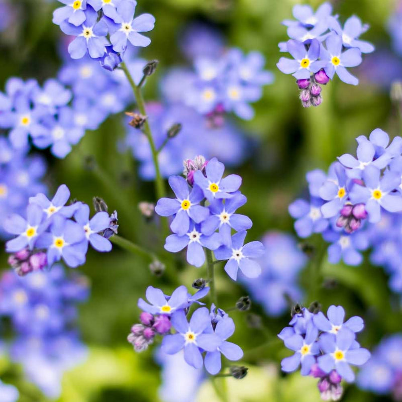 Lavender myosotis sylvatica blume samen for anpflanzung cottage garten essential heirloom & gmo free samen for home garten
 
 sale samen for home garten anpflanzung
