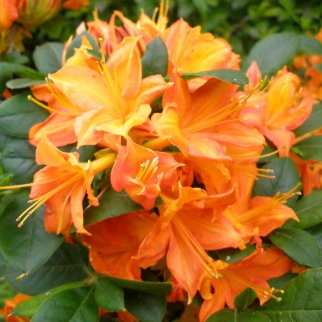 Azalea blume samen for anpflanzung vibrant colors heirloom & gmo free samen for home garten 
 
 sale samen for home garten anpflanzung