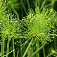 Grün cyperus papyrus blume samen for anpflanzung wildflower mix heirloom & gmo free samen for home garten 
 
 sale samen for home garten anpflanzung