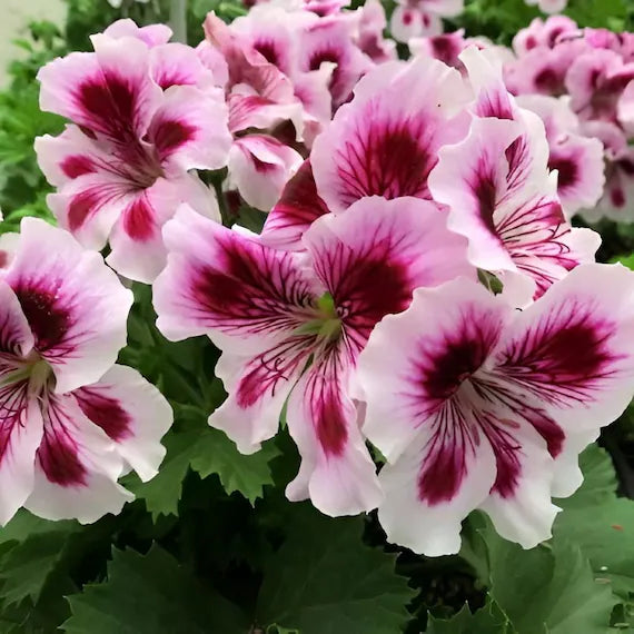 Lila & weiß geranium blume samen for anpflanzung easy to grow heirloom & gmo free samen for home garten
 
 sale samen for home garten anpflanzung