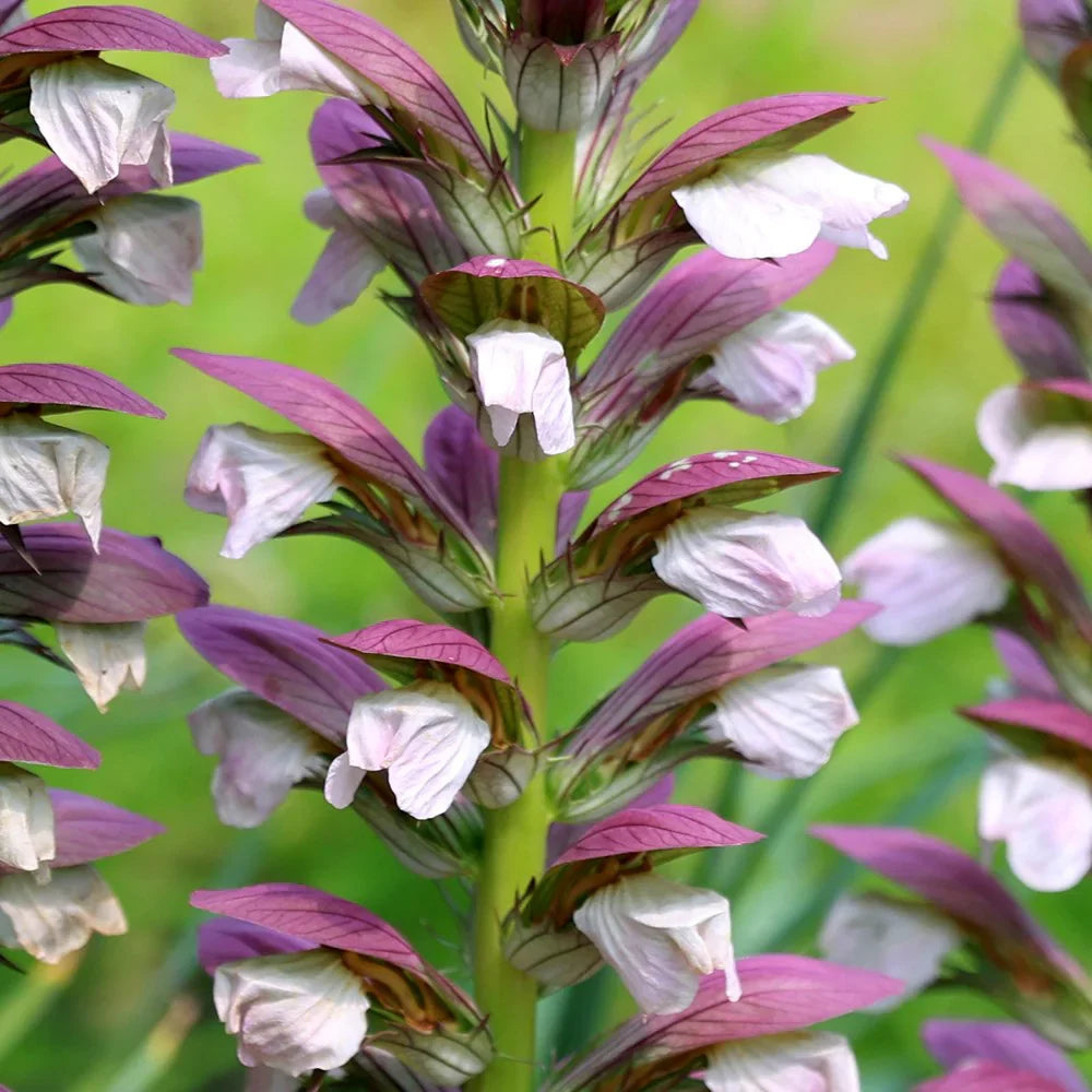 Lila weiß acanthus blume samen for anpflanzung perfect for borders heirloom & gmo free samen for home garten 
 
 sale samen for home garten anpflanzung