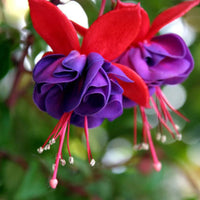 Rosa Violett Fuchsie Hybrida Blumensamen zur Aussaat Drought verträglich Traditionssorte & ohne Gentechnik Samen Hausgarten