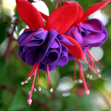 Rosa Violett Fuchsie Hybrida Blumensamen zur Aussaat Drought verträglich Traditionssorte & ohne Gentechnik Samen Hausgarten
