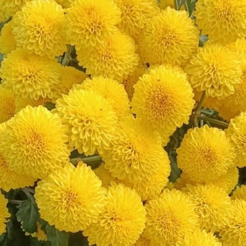 Gelb chrysanthemum blume samen for anpflanzung hardy variety heirloom & gmo free samen for home garten 
 
 sale samen for home garten anpflanzung