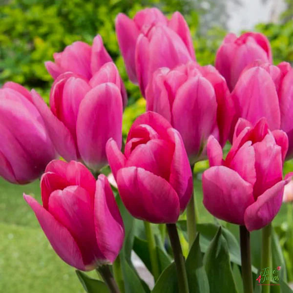 Deep rosa tulip blume samen for anpflanzung perfect for borders heirloom & gmo free samen for home garten 
 
 sale samen for home garten anpflanzung