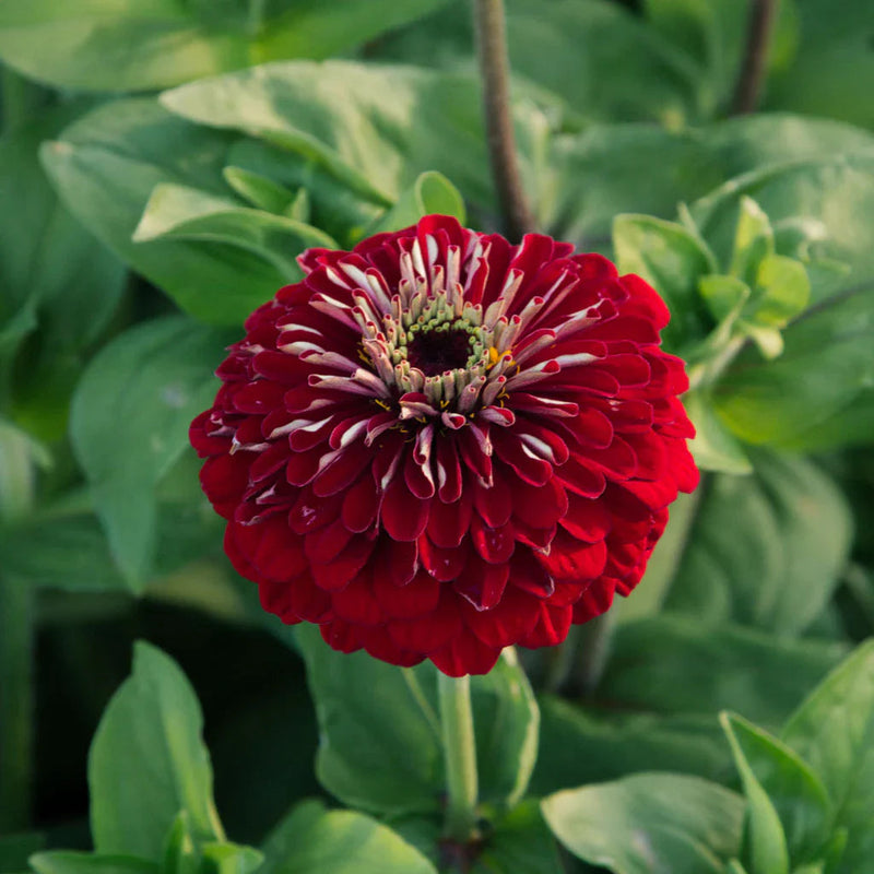 Deep rot zinnia blume samen for anpflanzung wildflower mix heirloom & gmo free samen for home garten 
 
 sale samen for home garten anpflanzung