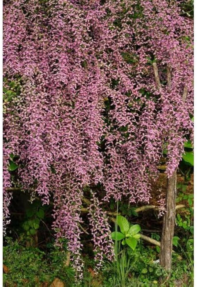 Shower orchid or wooly congea or congea tomentosa blume samen for anpflanzung - sun loving, heirloom & gmo free samen for home garten
 
 sale samen for anpflanzung in home garten