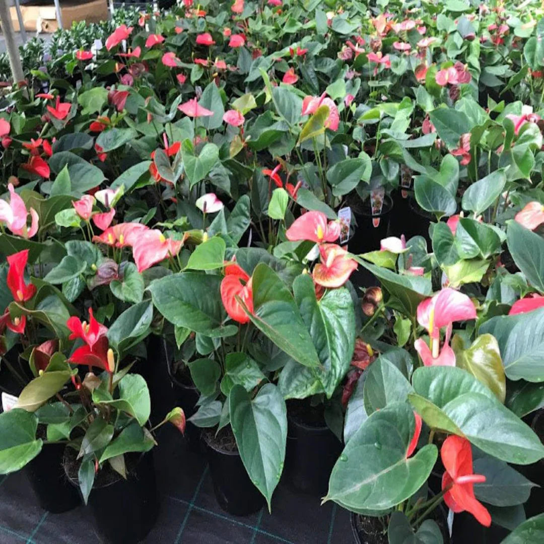 Multicolour anthurium blume samen for anpflanzung low maintenance heirloom & gmo free samen for home garten 
 
 sale samen for home garten anpflanzung