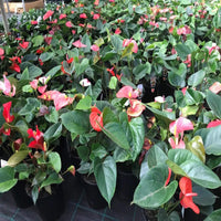 Multicolour anthurium blume samen for anpflanzung low maintenance heirloom & gmo free samen for home garten 
 
 sale samen for home garten anpflanzung