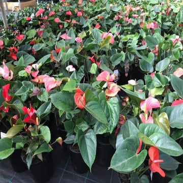 Multicolour anthurium blume samen for anpflanzung low maintenance heirloom & gmo free samen for home garten 
 
 sale samen for home garten anpflanzung