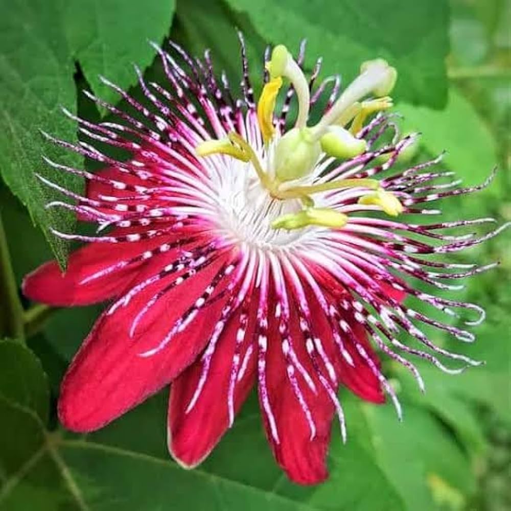 Rot wingedstem passion blume samen for anpflanzung easy to grow heirloom & gmo free samen for home garten 
 
 sale samen for home garten anpflanzung