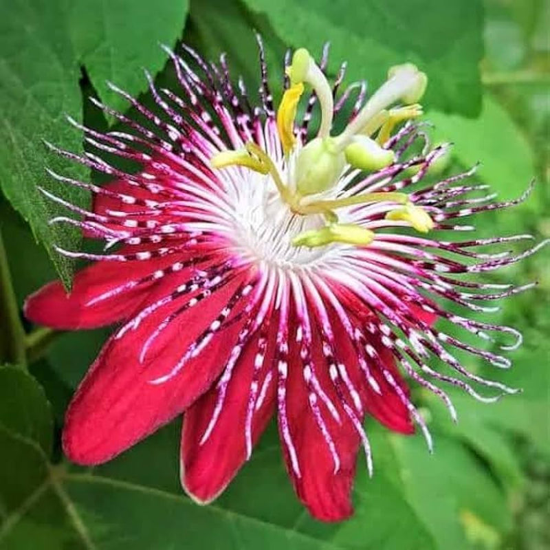 Rot wingedstem passion blume samen for anpflanzung easy to grow heirloom & gmo free samen for home garten 
 
 sale samen for home garten anpflanzung