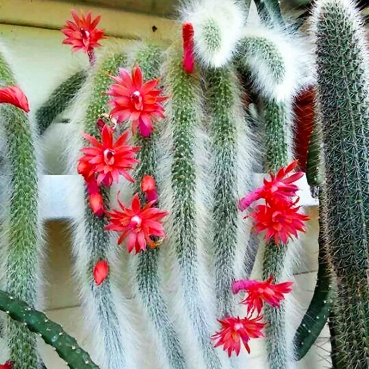 Fresh monkey tail blume samen for anpflanzung - vibrant colors, heirloom & gmo free samen for home garten
 
 sale samen for anpflanzung in home garten