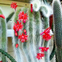 Fresh monkey tail blume samen for anpflanzung - vibrant colors, heirloom & gmo free samen for home garten
 
 sale samen for anpflanzung in home garten