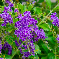 Duranta repens blume samen for anpflanzung long bloom season heirloom & gmo free samen for home garten 
 
 sale samen for home garten anpflanzung