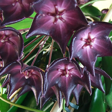 Lila weiß hoya blume samen for anpflanzung - bright blooms, heirloom & gmo free samen for home garten
 
 sale for anpflanzung in home garten