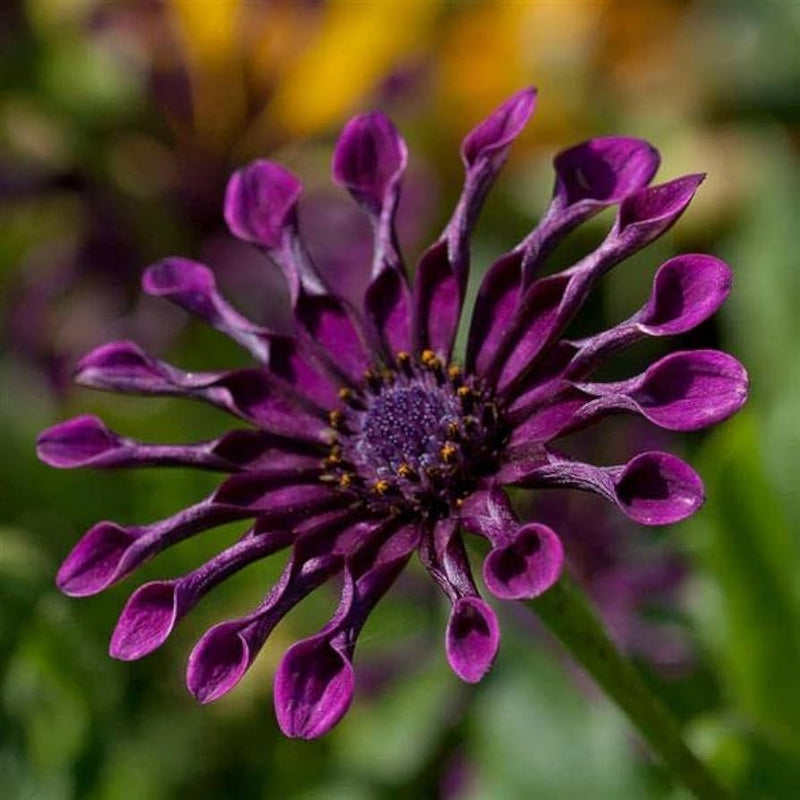 Power spider chrysanthemum blume samen for anpflanzung colorful display heirloom & gmo free samen for home garten 
 
 sale samen for home garten anpflanzung