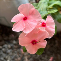 Light rosa vinca periwinkle blume samen for anpflanzung - sun loving, heirloom & gmo free samen for home garten
 
 sale samen for anpflanzung in home garten