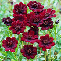 Marron atrosanguineus blume samen for anpflanzung - hardy variety, heirloom & gmo free samen for home garten
 
 sale samen for anpflanzung in home garten