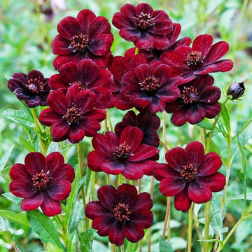 Marron atrosanguineus blume samen for anpflanzung - hardy variety, heirloom & gmo free samen for home garten
 
 sale samen for anpflanzung in home garten