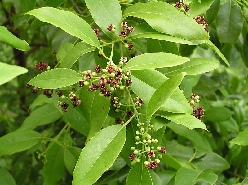 Santalum album blume samen for anpflanzung low maintenance heirloom & gmo free samen for home garten 
 
 sale samen for home garten anpflanzung
