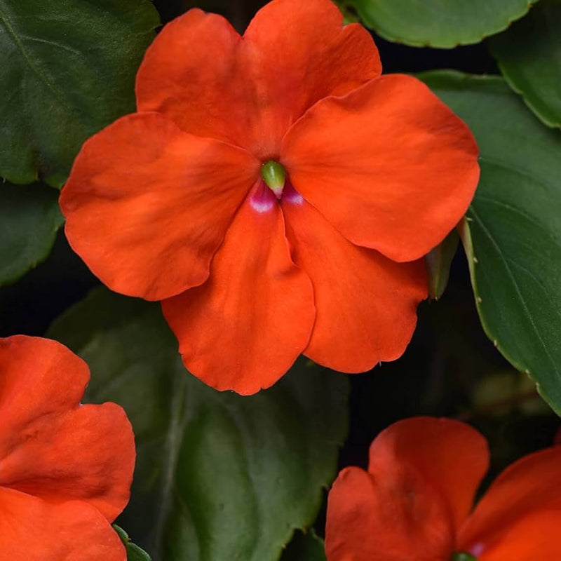 Orange impatiens blume samen for anpflanzung - bright blooms, heirloom & gmo free samen for home garten
 
 sale samen for anpflanzung in home garten