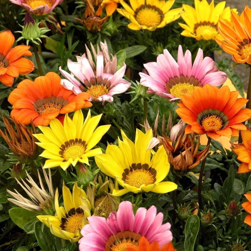 Gazania blume samen for anpflanzung easy to grow heirloom & gmo free samen for home garten 
 
 sale samen for home garten anpflanzung
