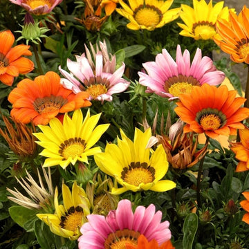 Gazania blume samen for anpflanzung easy to grow heirloom & gmo free samen for home garten 
 
 sale samen for home garten anpflanzung
