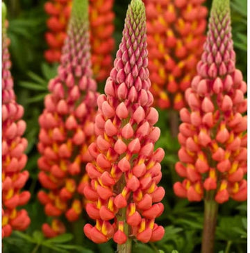 Orange lupine blume samen for anpflanzung fragrant blossoms heirloom & gmo free samen for home garten 
 
 sale samen for home garten anpflanzung