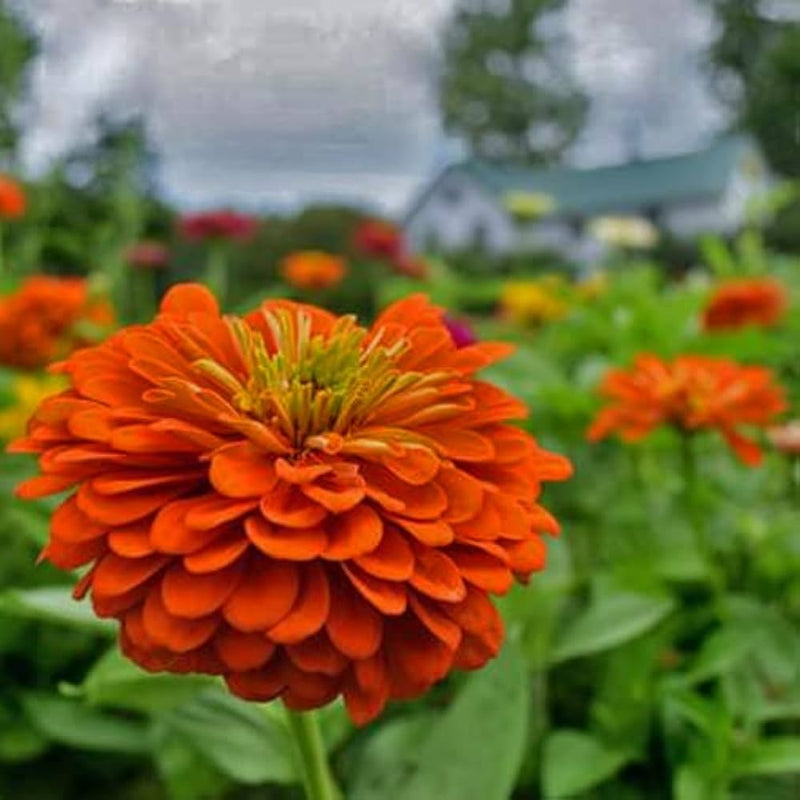 Orange gelb zinnia blume samen for anpflanzung - long bloom season, heirloom & gmo free samen for home garten
 
 sale samen for anpflanzung in home garten