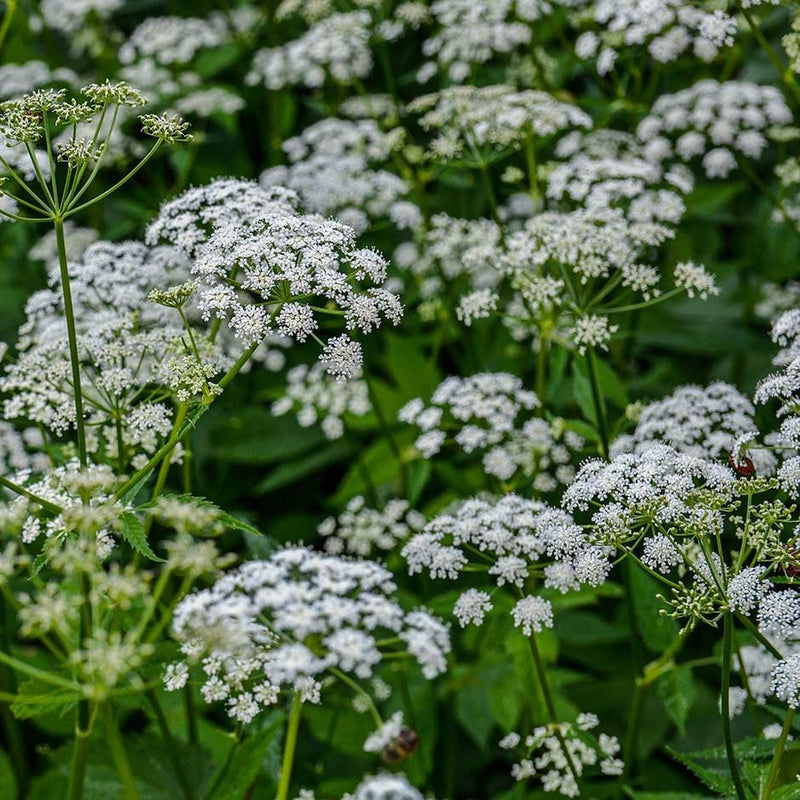 Aegopodium podagraria blume samen for anpflanzung shade tolerant heirloom & gmo free samen for home garten 
 
 sale samen for home garten anpflanzung