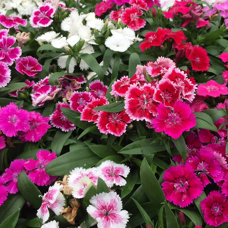 Mix dianthus blume samen for anpflanzung - drought tolerant, heirloom & gmo free samen for home garten
 
 sale for anpflanzung in home garten