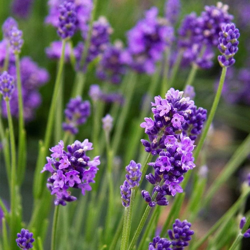 Angustifolia blume samen for anpflanzung vibrant colors heirloom & gmo free samen for home garten
sale samen for home garten anpflanzung