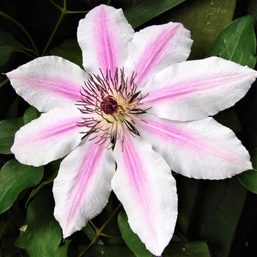 Rosa-weiß clematis blume samen for anpflanzung - premium quality, heirloom & gmo free samen for home garten
 
 sale for anpflanzung in home garten