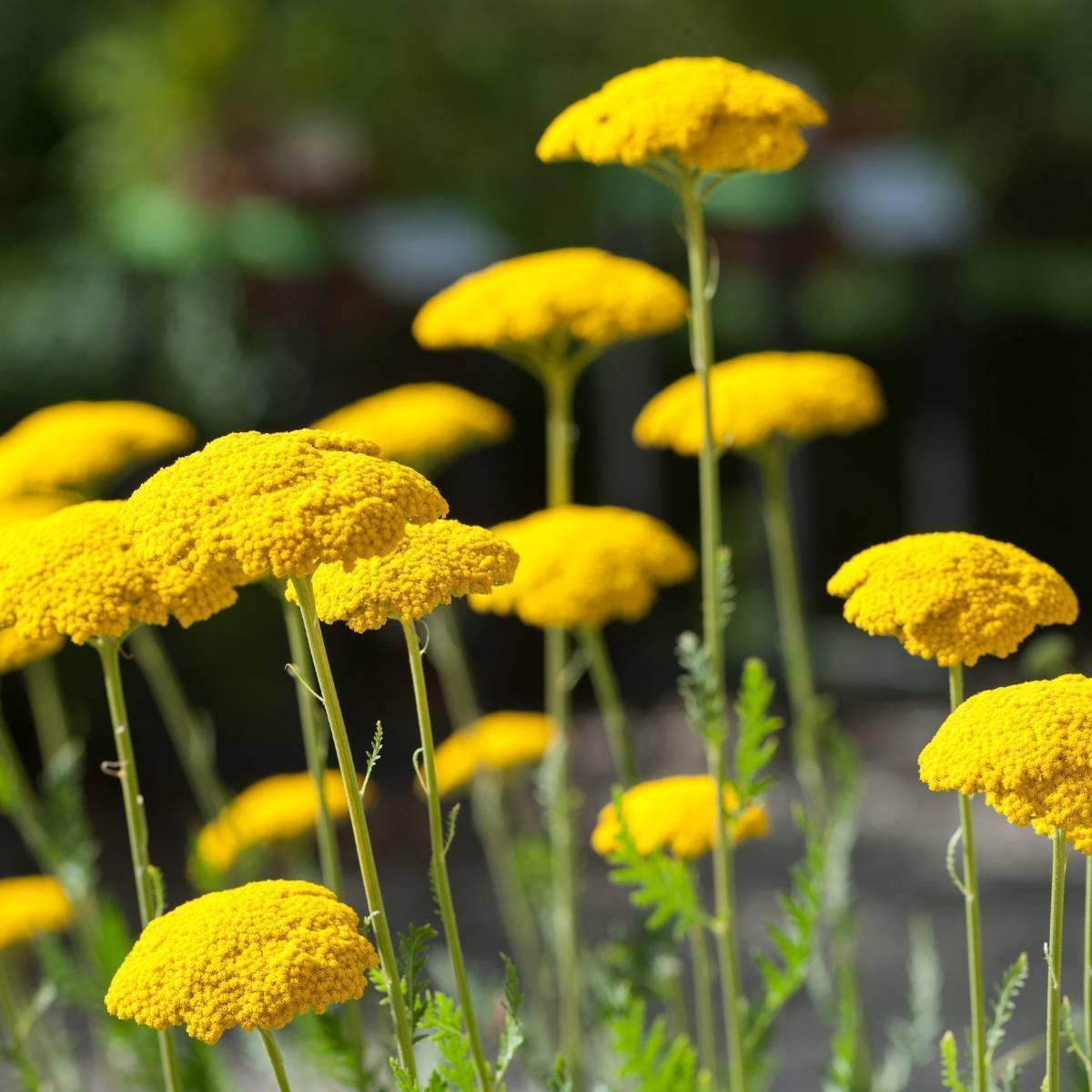 Colorado perennial blume samen for anpflanzung - low maintenance, heirloom & gmo free samen for home garten
 
 sale for anpflanzung in home garten