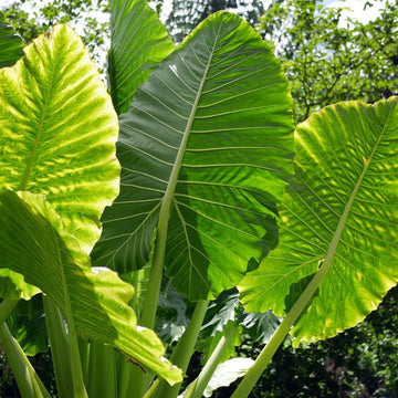 Grün giant elephant ear blume samen for anpflanzung fragrant blossoms heirloom & gmo free samen for home garten 
 
 sale samen for home garten anpflanzung