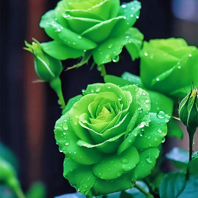 Grün roses blume samen for anpflanzung compact growth heirloom & gmo free samen for home garten 
 
 sale samen for home garten anpflanzung