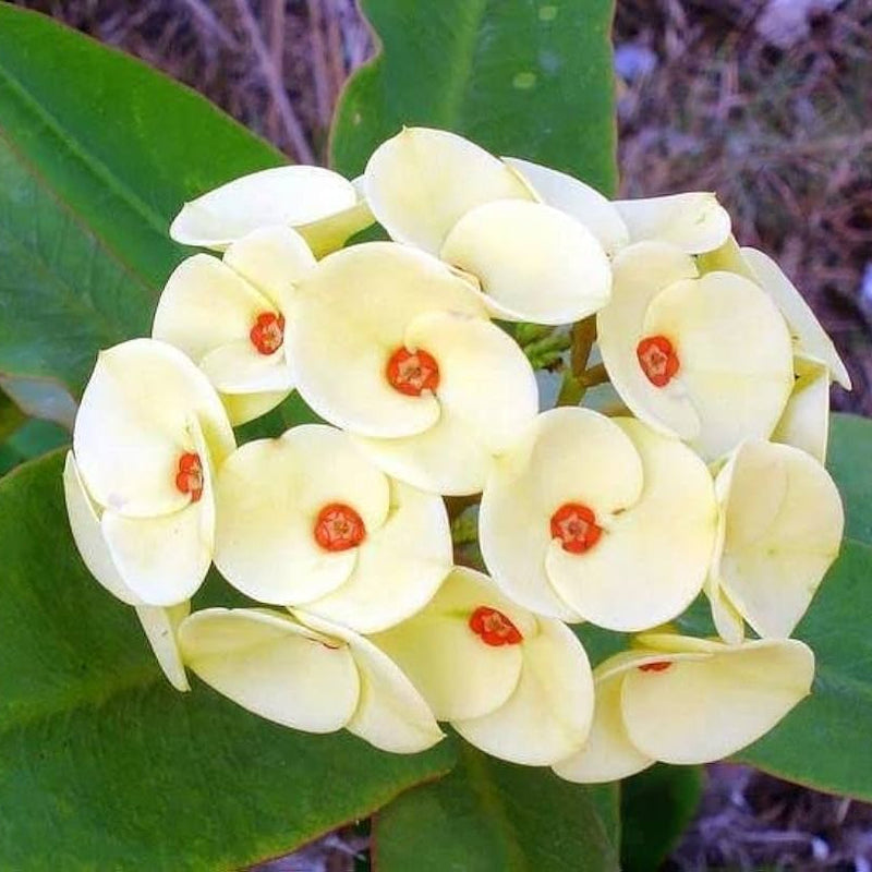 Thorn blume samen for anpflanzung cottage garten essential heirloom & gmo free samen for home garten
 
 sale samen for home garten anpflanzung