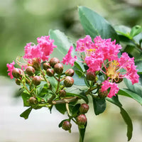 Rosa crape myrtle blume samen for anpflanzung - garten favorite, heirloom & gmo free samen for home garten
 
 sale samen for home garten
