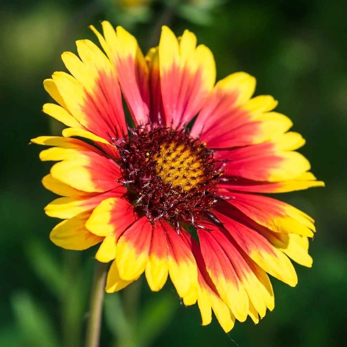 Gelb rot arizona blume samen for anpflanzung compact growth heirloom & gmo free samen for home garten
 
 sale samen for home garten anpflanzung