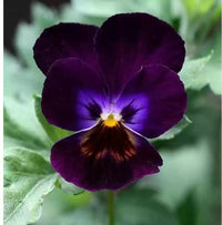 Violet pansy blume samen for anpflanzung - compact growth, heirloom & gmo free samen for home garten
 
 sale samen for home garten