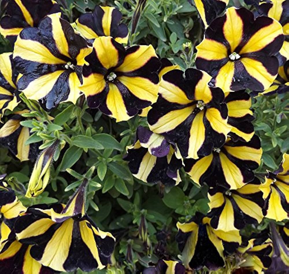 Gelb schwarz playmates blume samen for anpflanzung - sun loving, heirloom & gmo free samen for home garten
 
 sale samen for anpflanzung in home garten