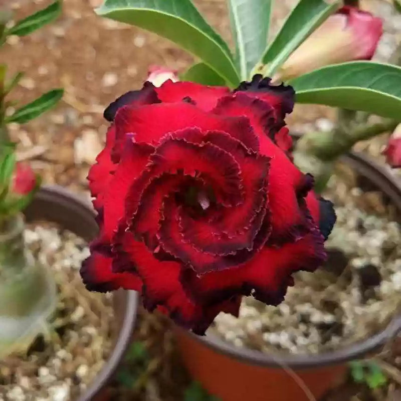 Burgundy adenium blume samen for anpflanzung bright blooms heirloom & gmo free samen for home garten 
 
 sale samen for home garten anpflanzung